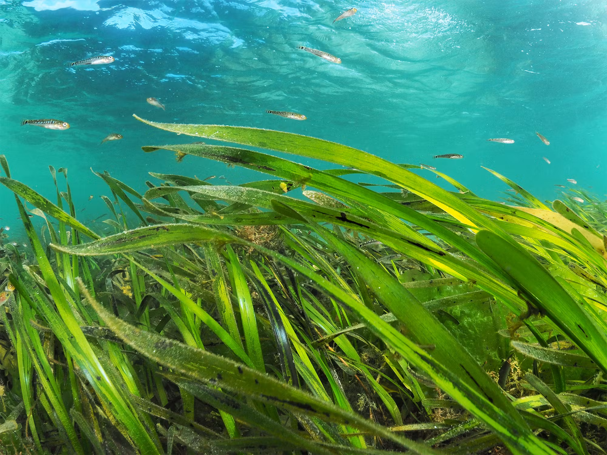 Sustainable Solutions at Porthdinllaen, Project Seagrass!!